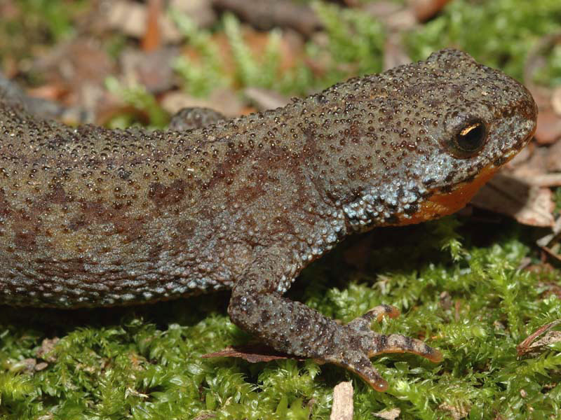 Tritone alpestre